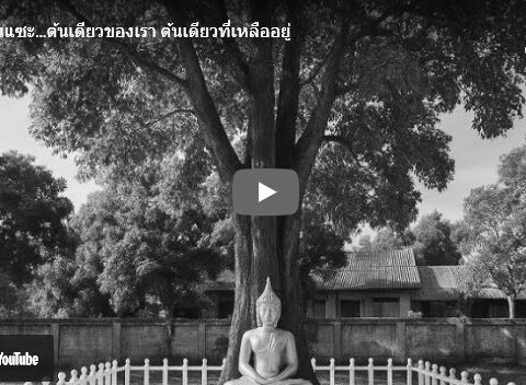ต้นแซะที่เหลืออยู่