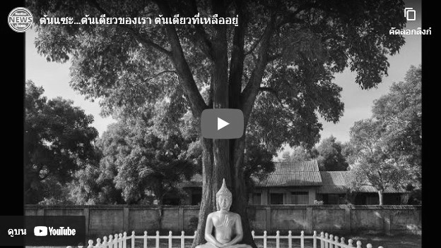 ต้นแซะที่เหลืออยู่